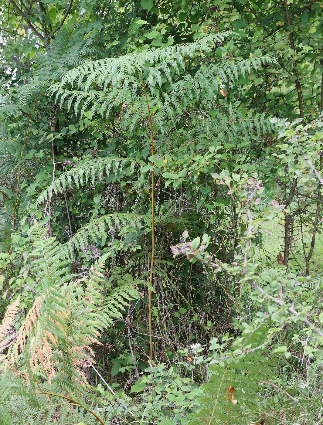 Image of Pteridium tauricum specimen.