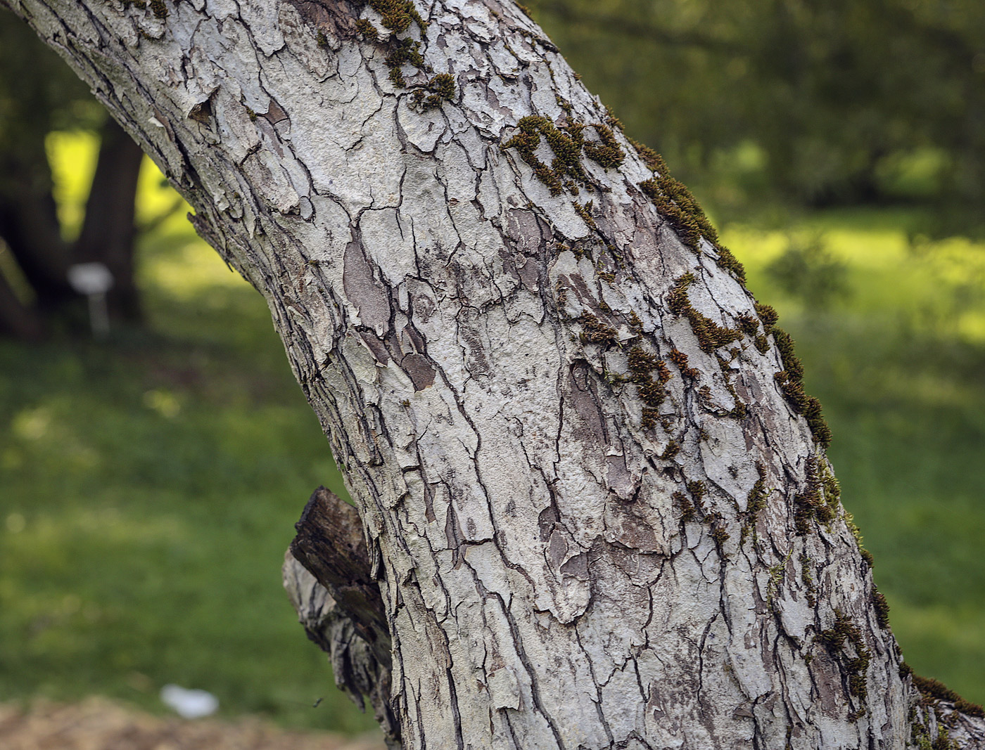 Изображение особи Crataegus submollis.