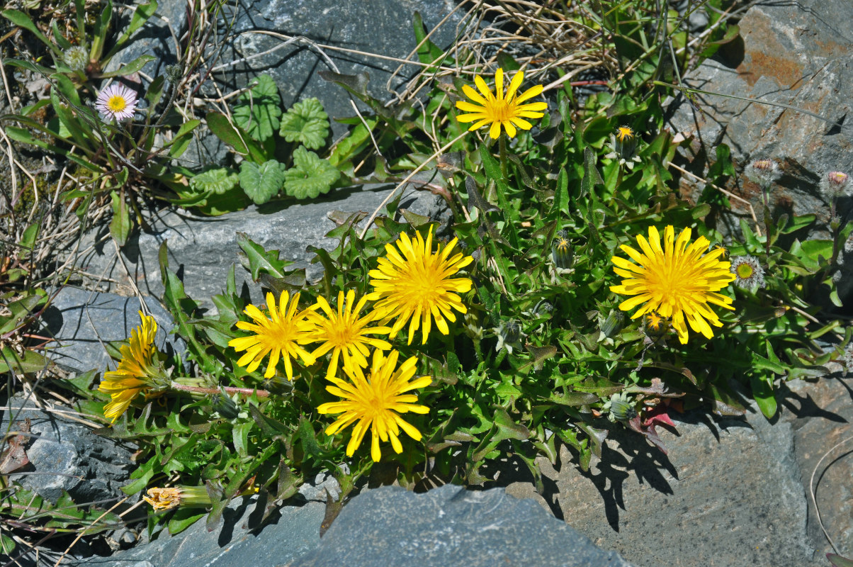 Изображение особи род Taraxacum.