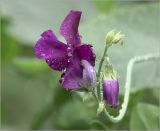 Lathyrus odoratus