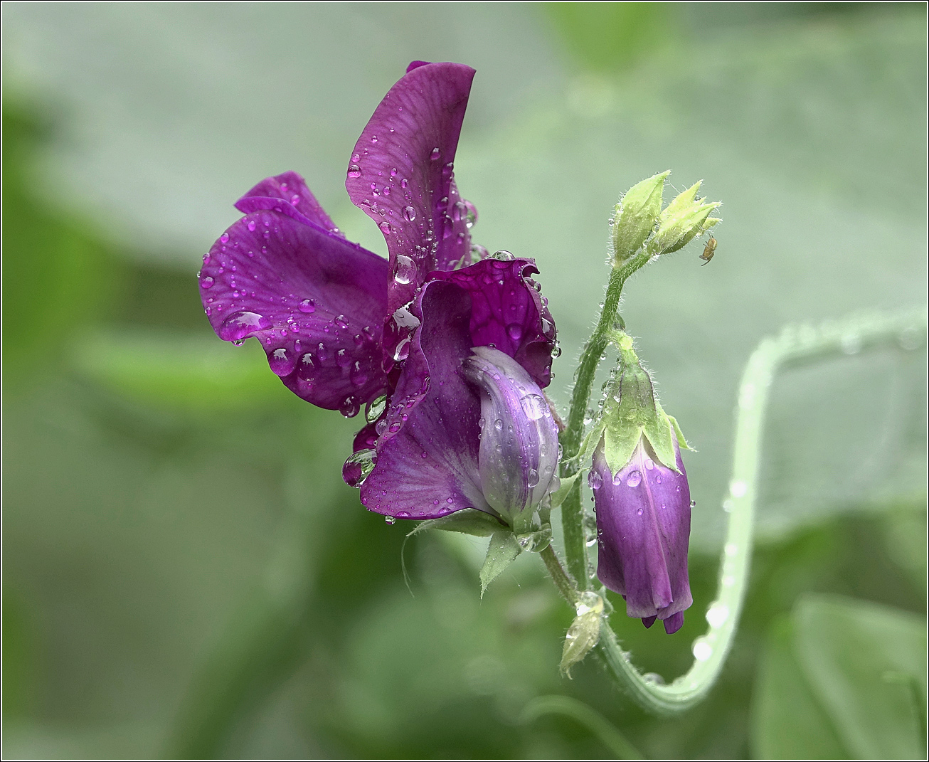 Изображение особи Lathyrus odoratus.