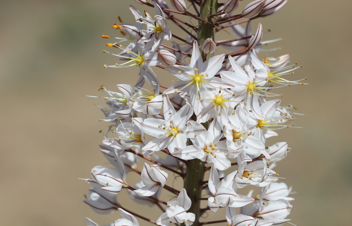 Image of Eremurus olgae specimen.