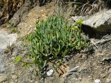 Crithmum maritimum. Цветущее растение. Испания, Галисия, национальный парк \"Атлантические острова Галисии\", архипелаг Cies, о-ов Montefaro. Июль.