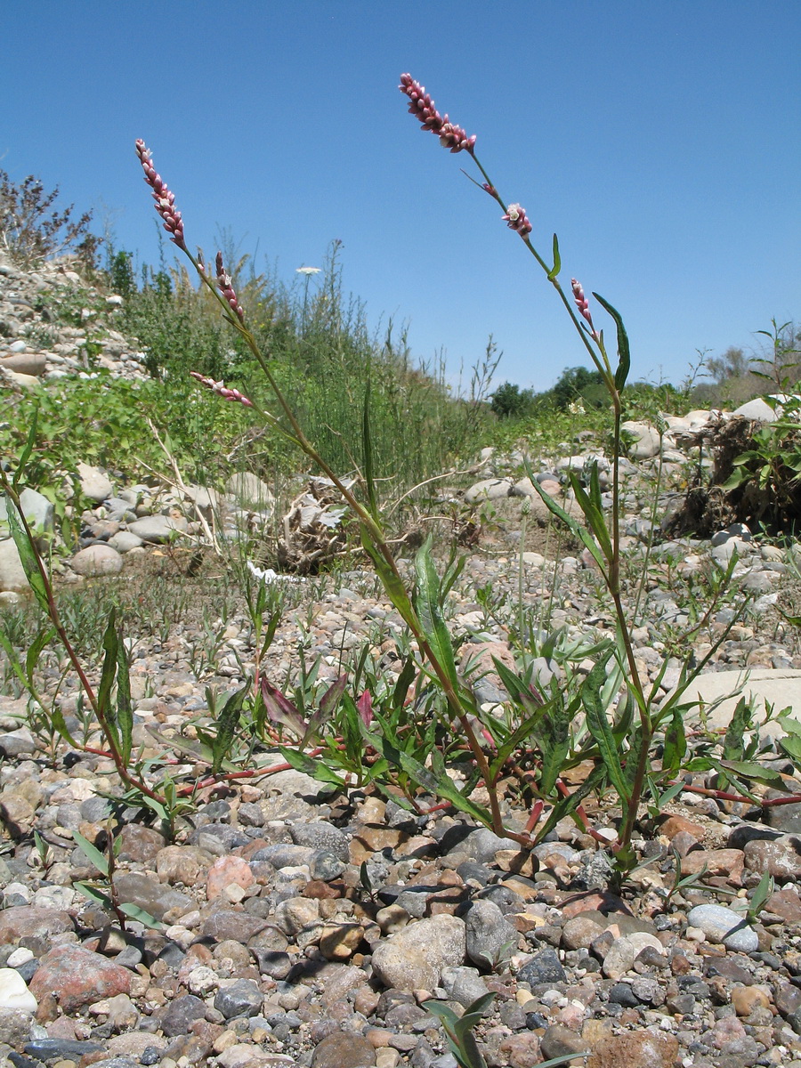 Image of Persicaria maculosa specimen.