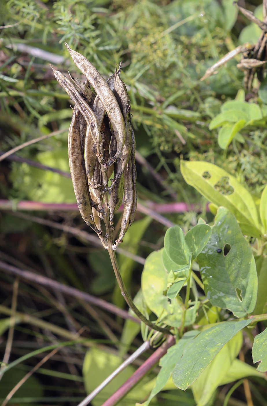 Image of Astragalus glycyphyllos specimen.