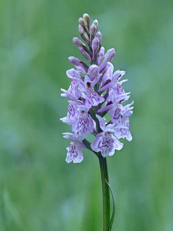 Image of Dactylorhiza fuchsii specimen.