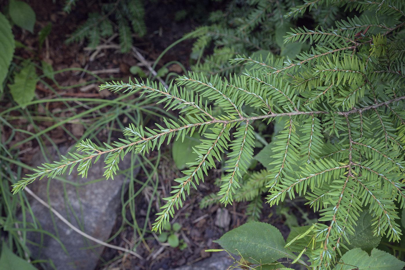 Изображение особи Tsuga canadensis.