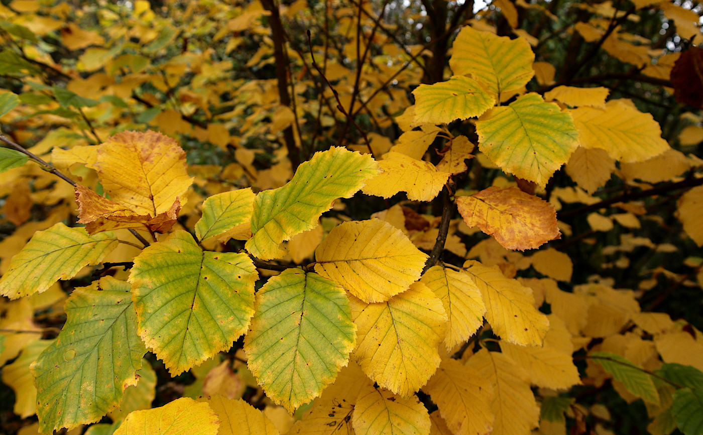 Image of Betula medwediewii specimen.