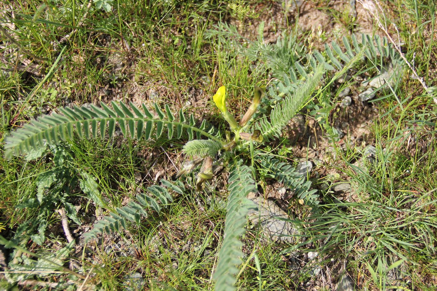 Изображение особи Astragalus macronyx.