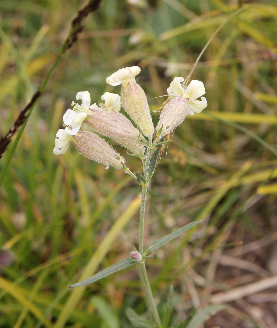 Image of Silene amoena specimen.