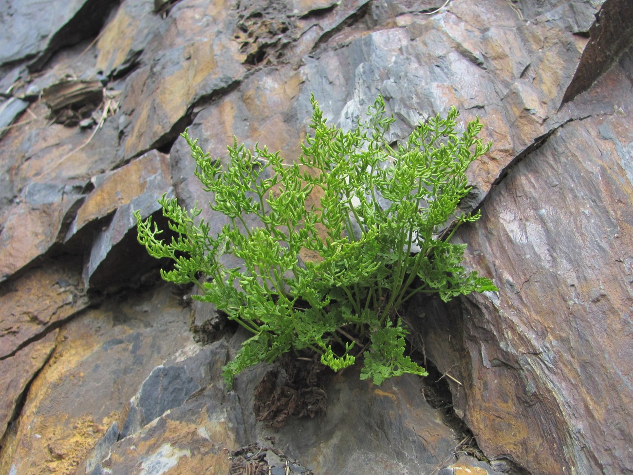 Image of Cryptogramma crispa specimen.