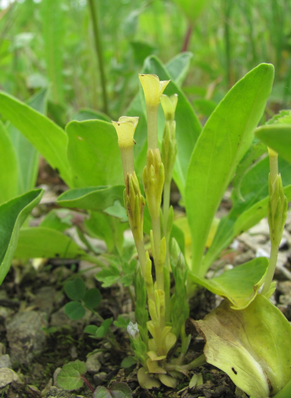 Image of Gentiana aquatica specimen.