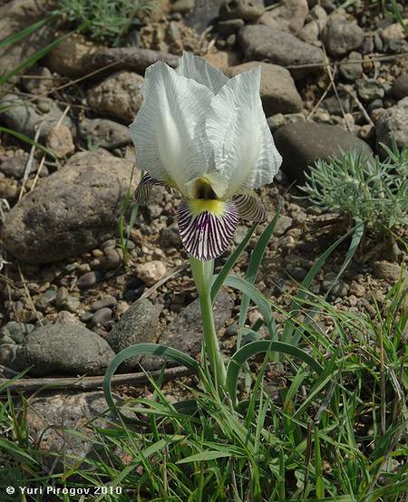 Изображение особи Iris camillae.