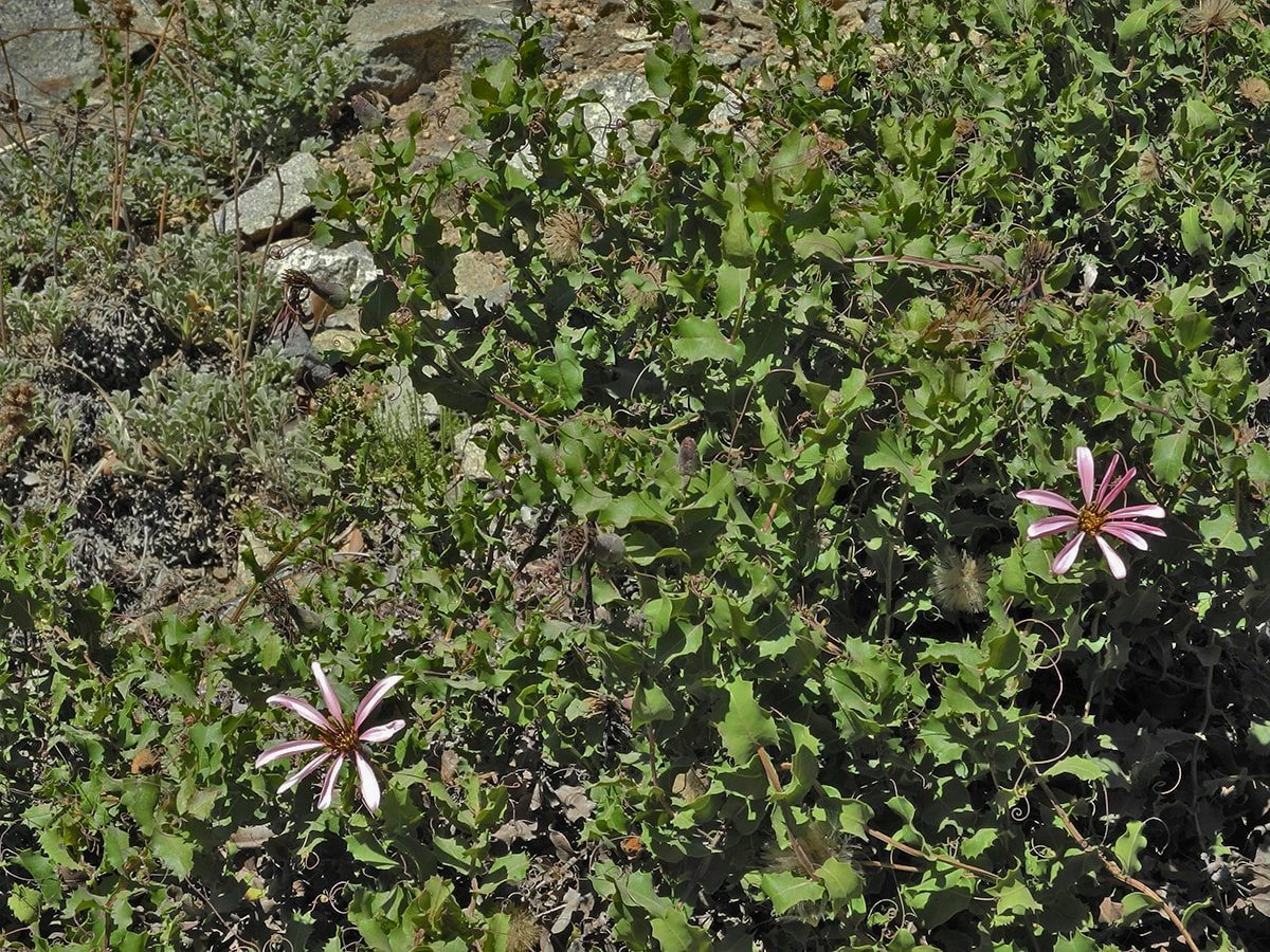 Image of Mutisia oligodon specimen.