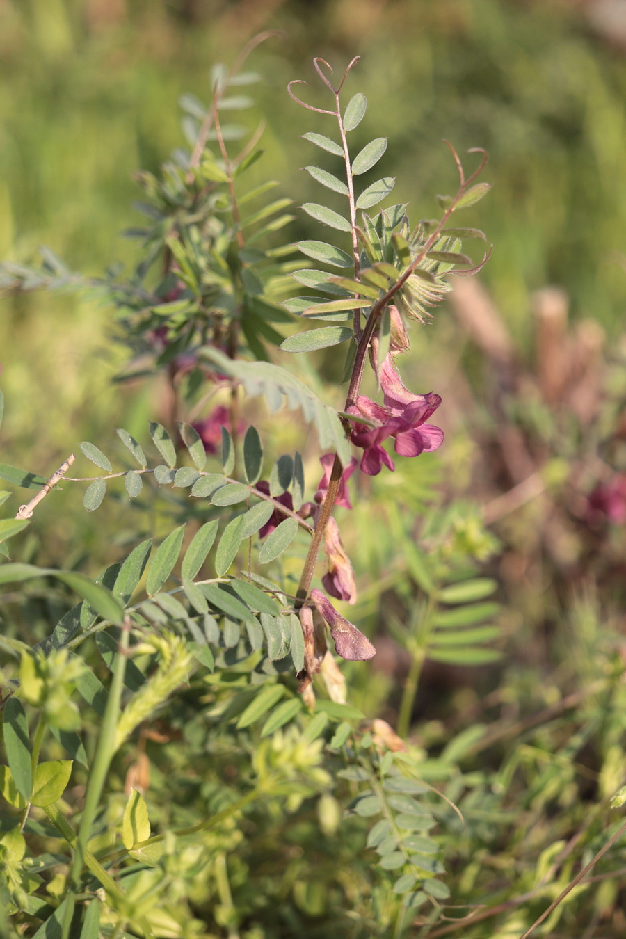 Image of Vicia striata specimen.