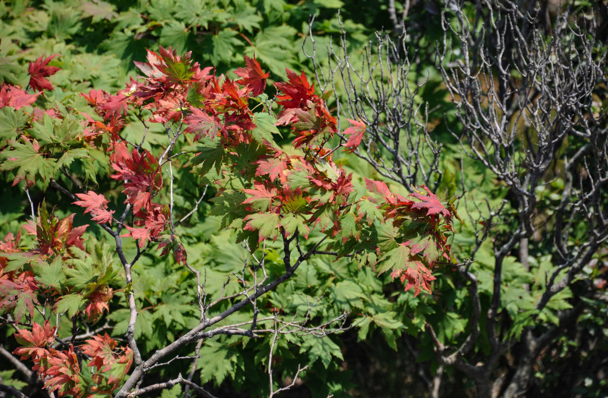 Image of Acer pseudosieboldianum specimen.