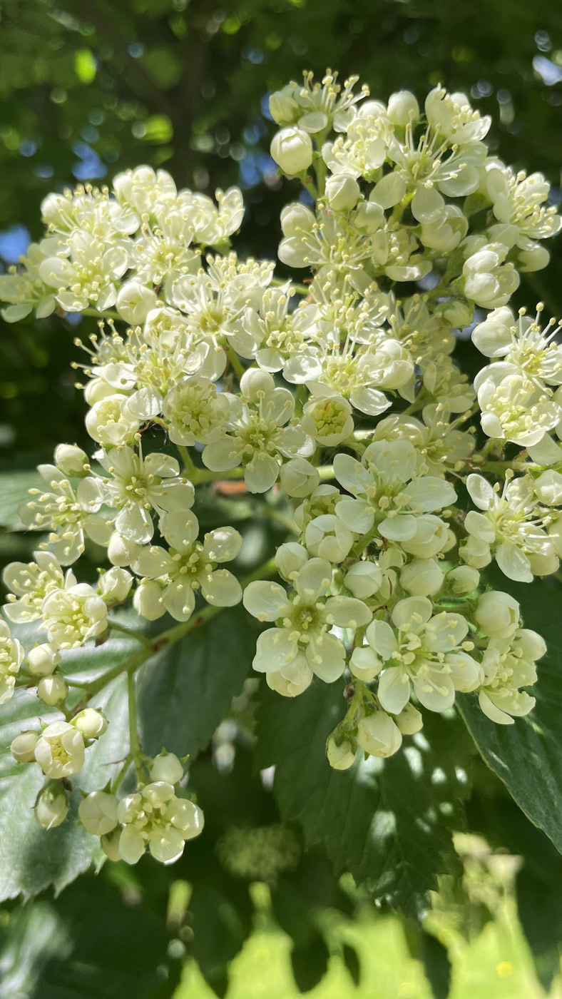 Изображение особи Sorbus intermedia.