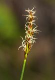 Kobresia filifolia