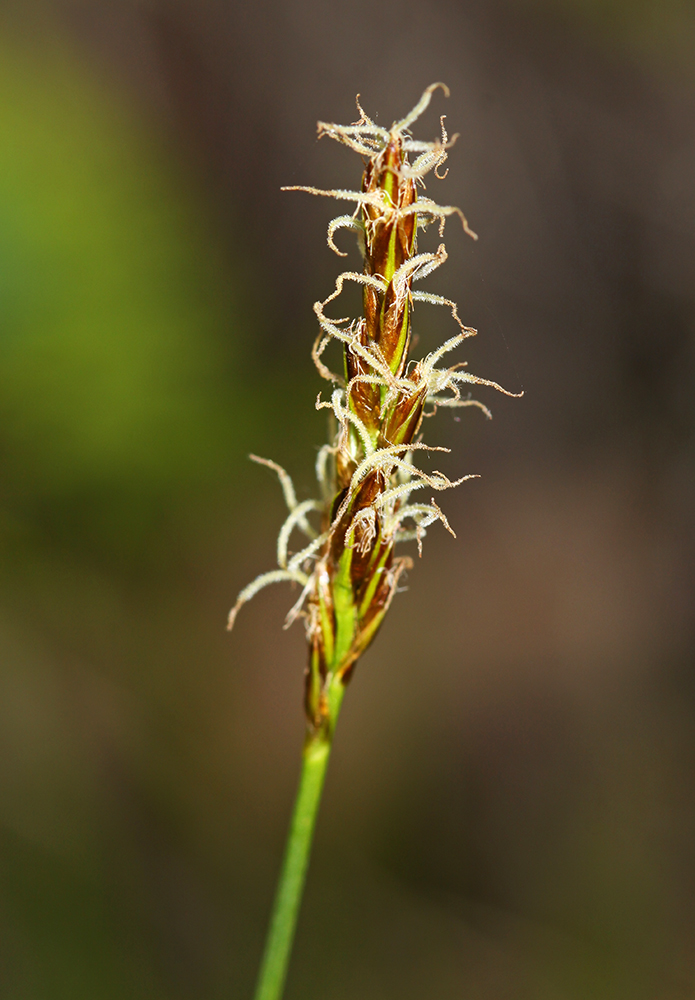 Изображение особи Kobresia filifolia.