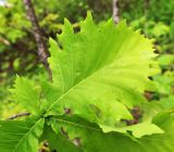 Quercus crispula. Лист. Приморский край, Дальнегорский ГО, окр. с. Рудная Пристань, 1 км к юго-юго-западу от мыса Бриннера, опушка дубравы на высокой морской террасе. 12.06.2022.