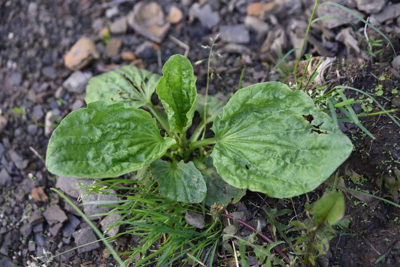 Изображение особи Plantago major.