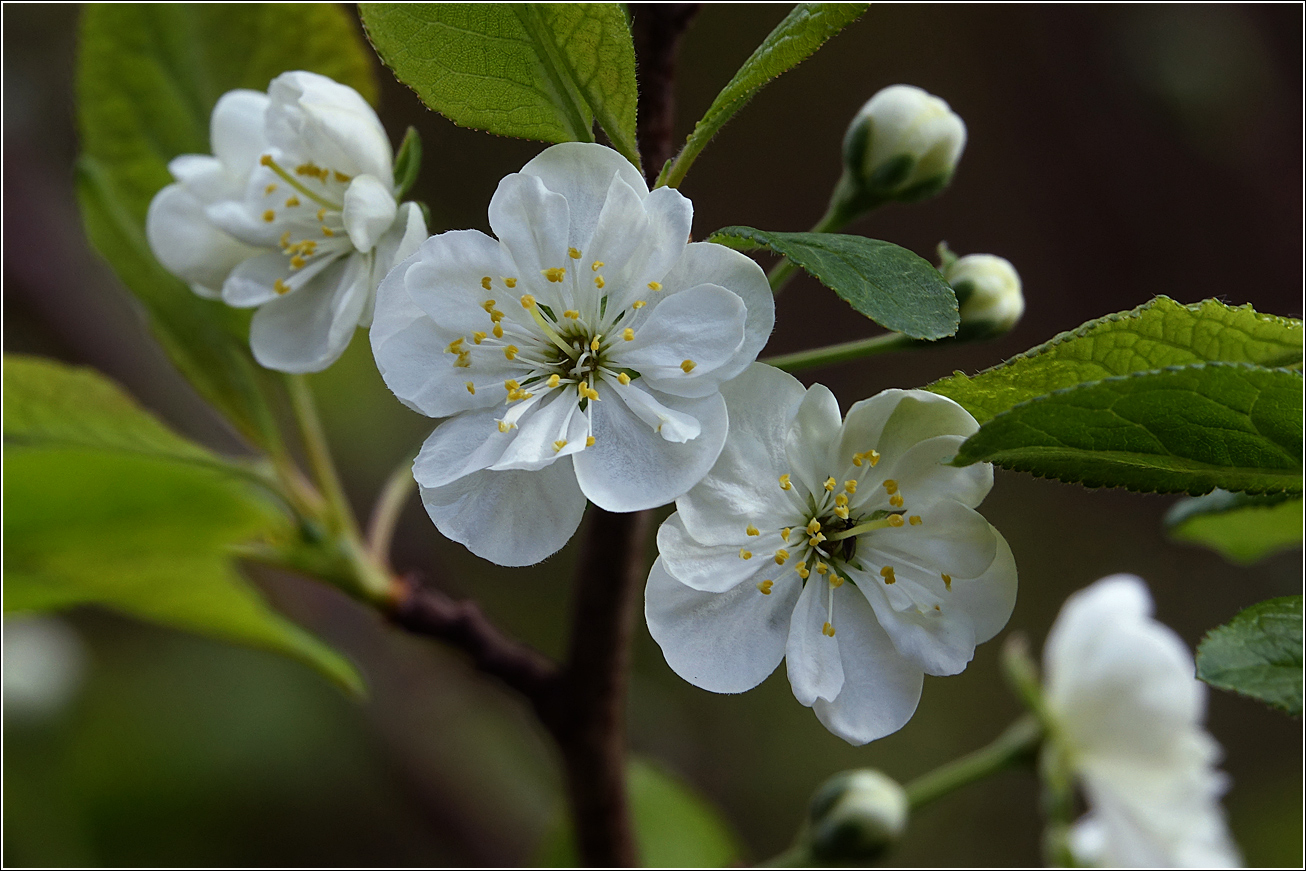 Изображение особи Prunus domestica.