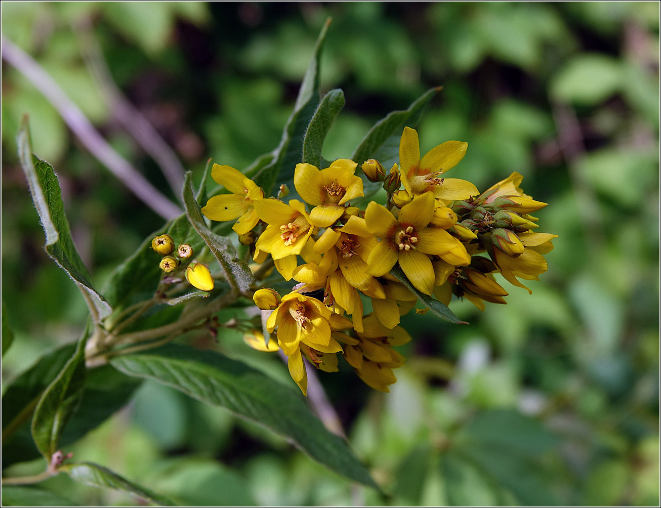 Изображение особи Lysimachia vulgaris.