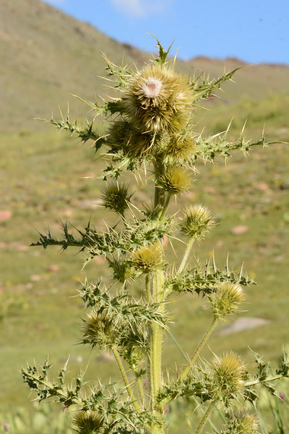 Изображение особи Cirsium polyacanthum.