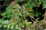 Paeonia lactiflora