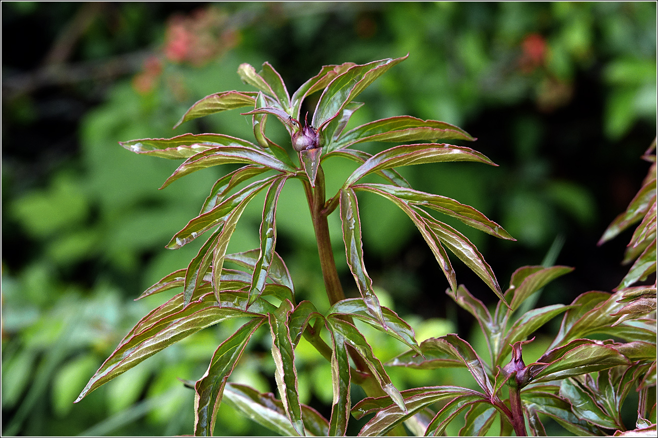 Image of Paeonia lactiflora specimen.