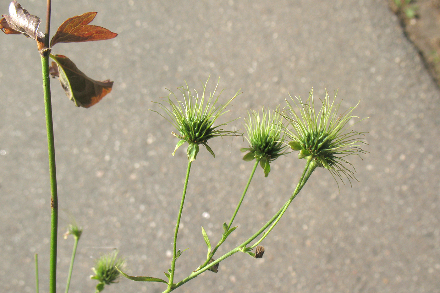 Image of Geum urbanum specimen.