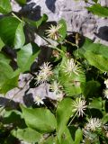 Clematis vitalba. Часть побега с соцветиями. Крым, окр. пос. Никита, Никитская расселина, известняковая каменная россыпь с кустарниками. 14.07.2021.