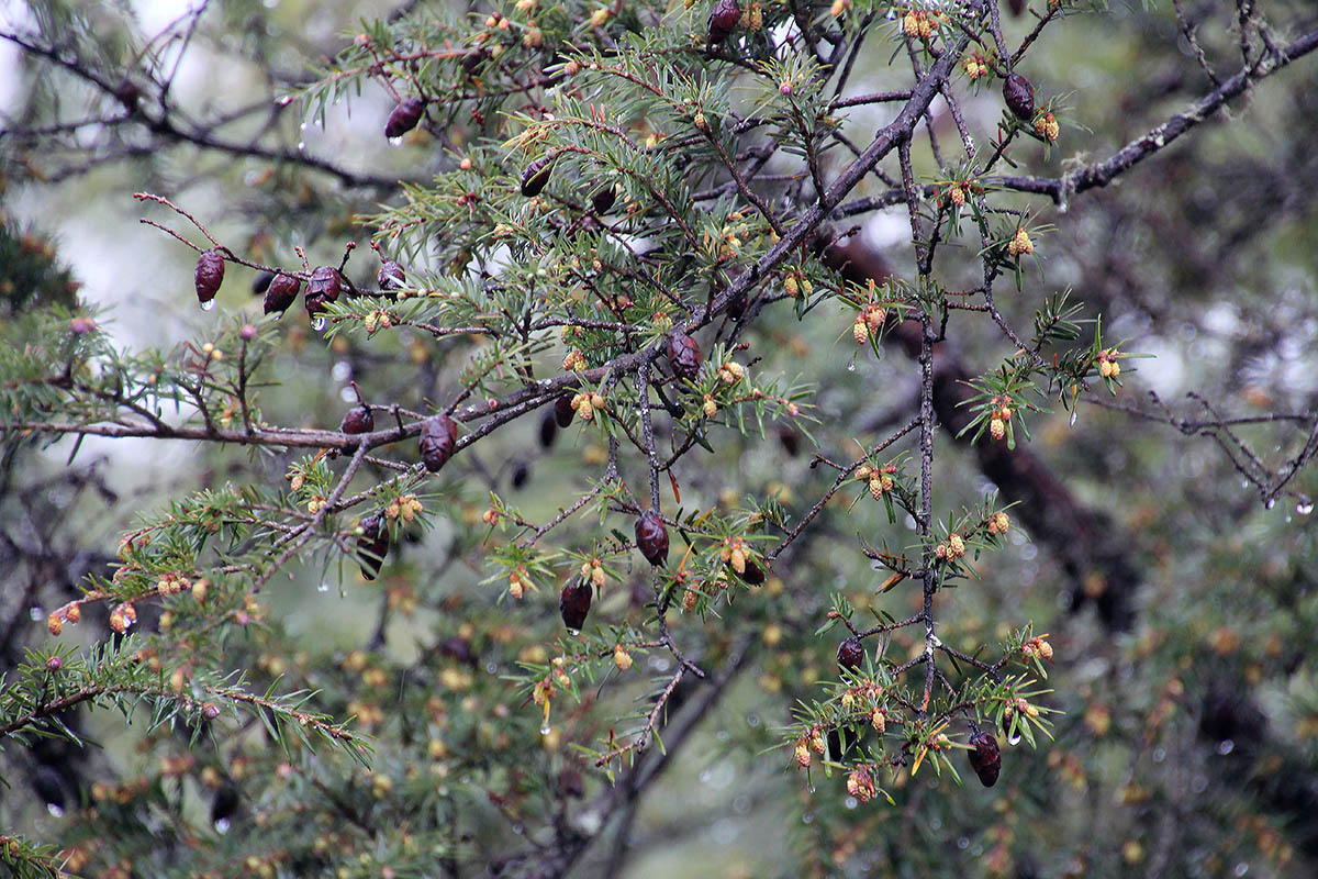 Image of genus Tsuga specimen.