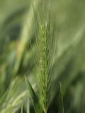 Hordeum leporinum