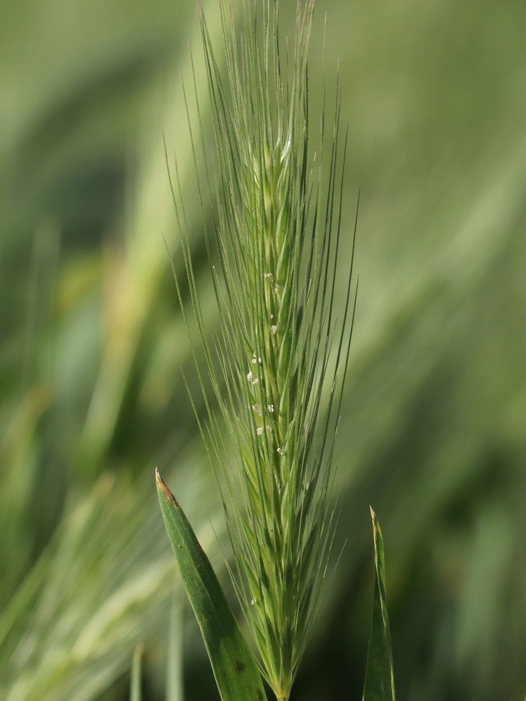 Image of Hordeum leporinum specimen.