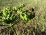 Heracleum sibiricum