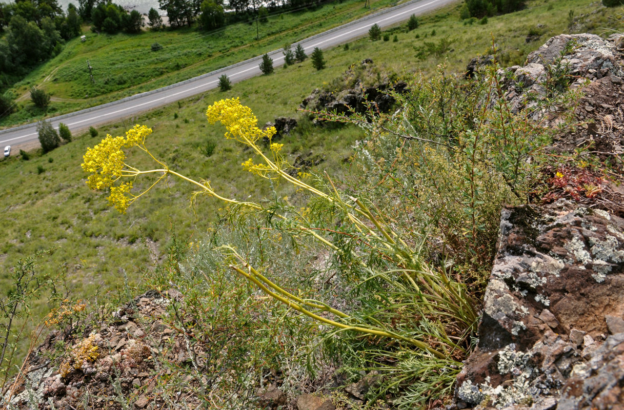 Image of Patrinia intermedia specimen.