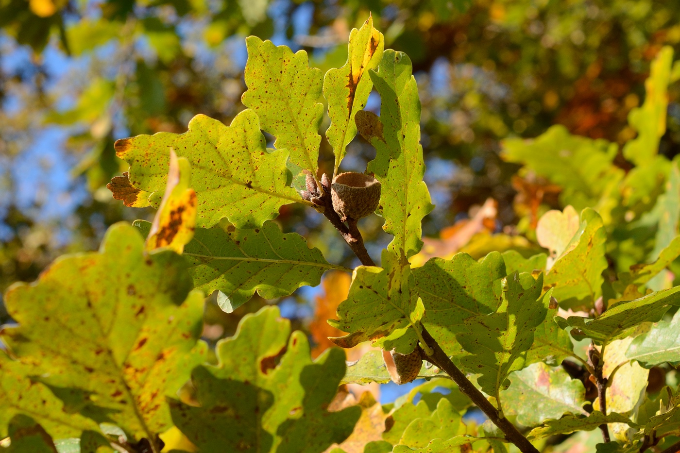 Изображение особи Quercus petraea.