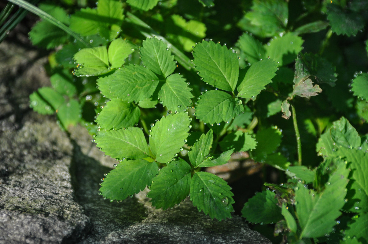 Изображение особи Potentilla centigrana.