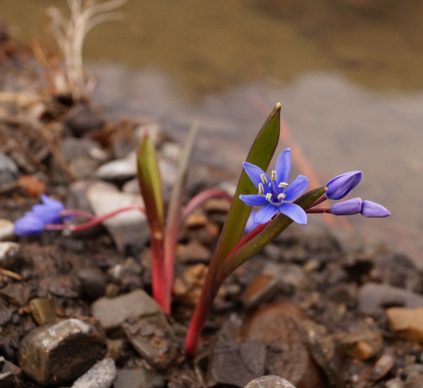 Изображение особи Scilla bifolia.