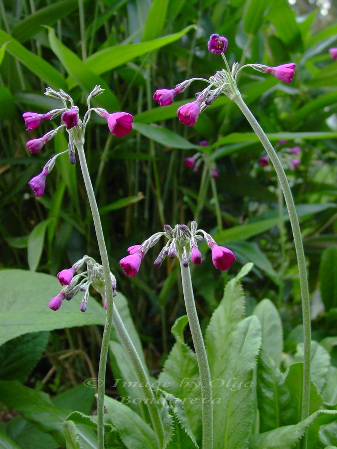 Изображение особи Primula secundiflora.