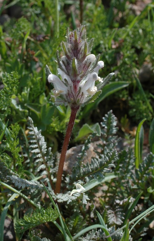 Image of Pedicularis violascens specimen.