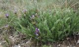 Astragalus skorniakowii