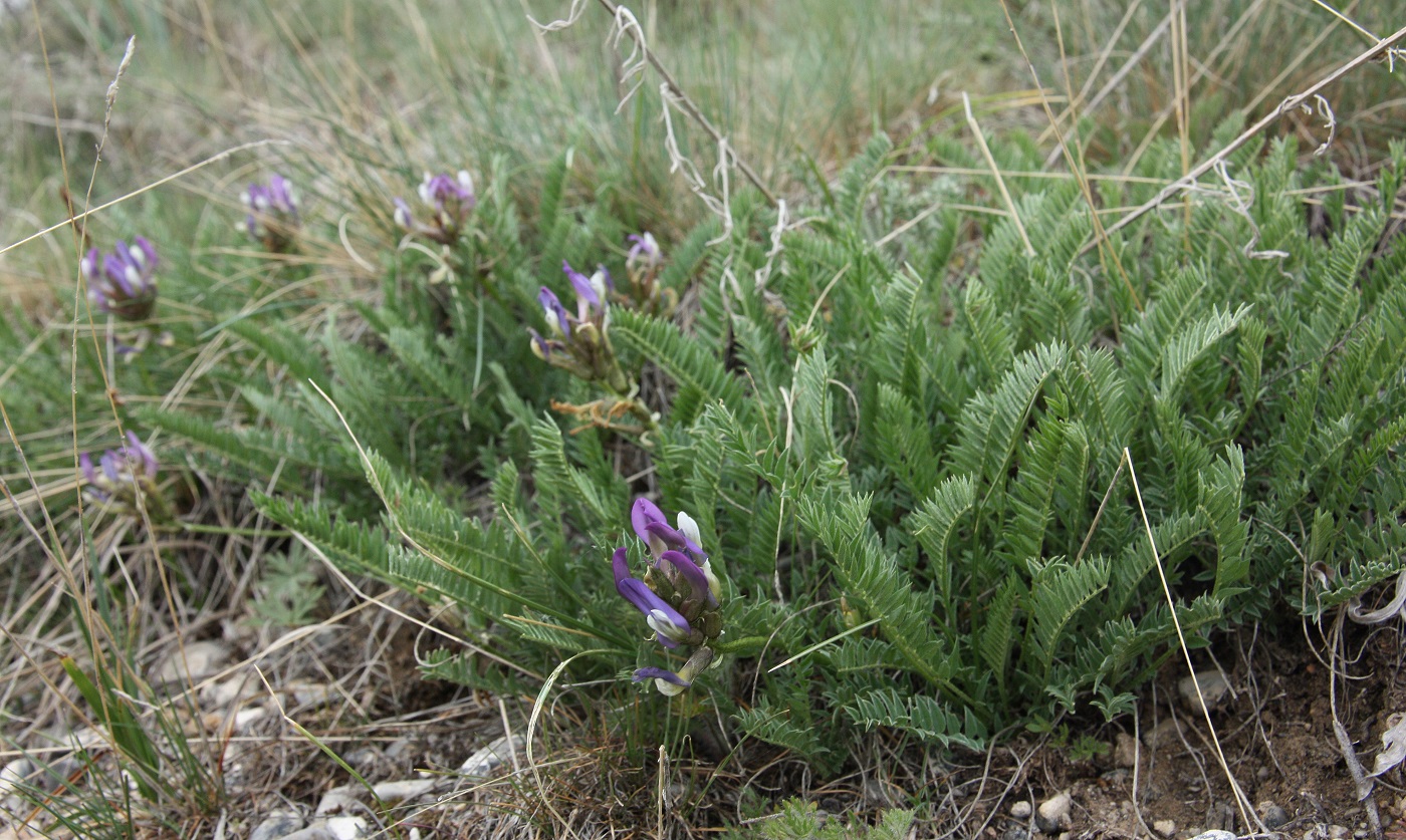 Изображение особи Astragalus skorniakowii.