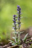 Ajuga orientalis. Цветущее растение. Краснодарский край, м/о г. Новороссийск, южный склон Маркотхского хребта, грабинник. 02.05.2021.