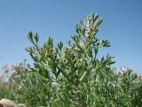 genus Fumaria. Верхушка веточки с соцветием и незрелыми плодами. Южный Казахстан, Жамбылская обл., пойма р. Асса, галечник. 8 мая 2022 г.