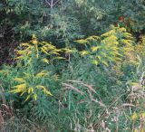 Solidago canadensis