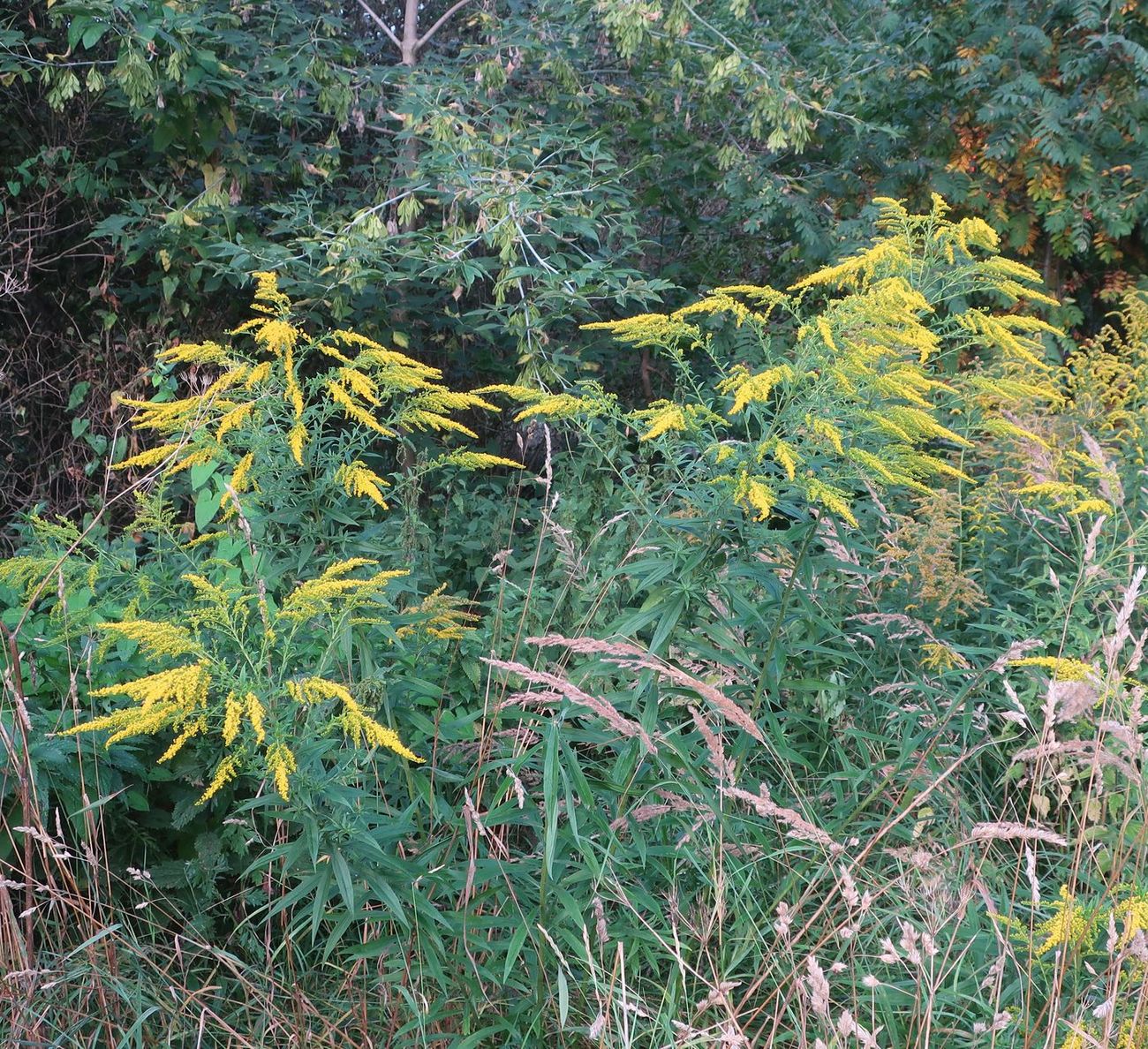 Image of Solidago canadensis specimen.
