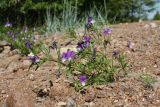Viola maritima