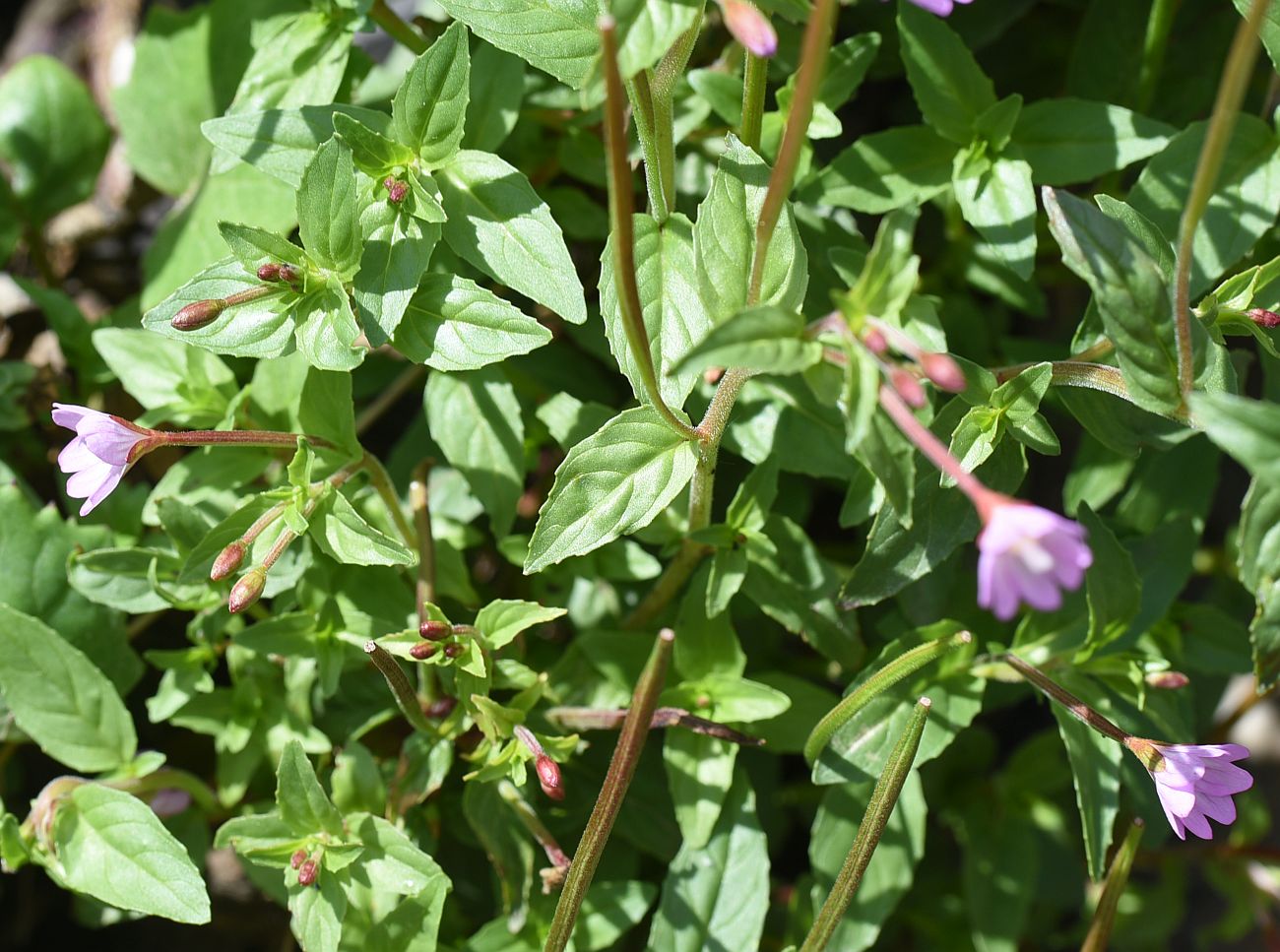 Image of Epilobium montanum specimen.